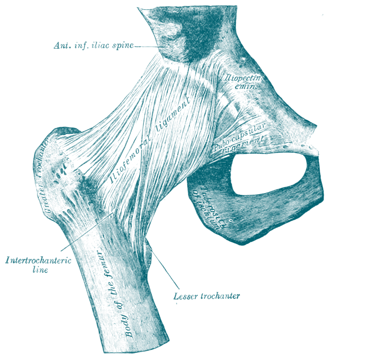 Rechtes Hüftgelenk von vorne mit Gelenkkapsel und Ligamentum iliofemorale